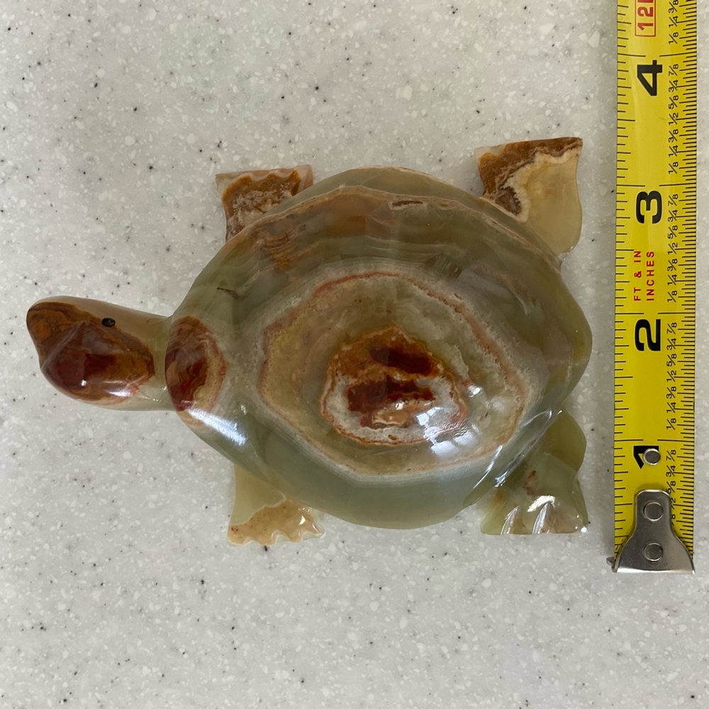 Beautiful marble turtle . - Picture 10 of 10